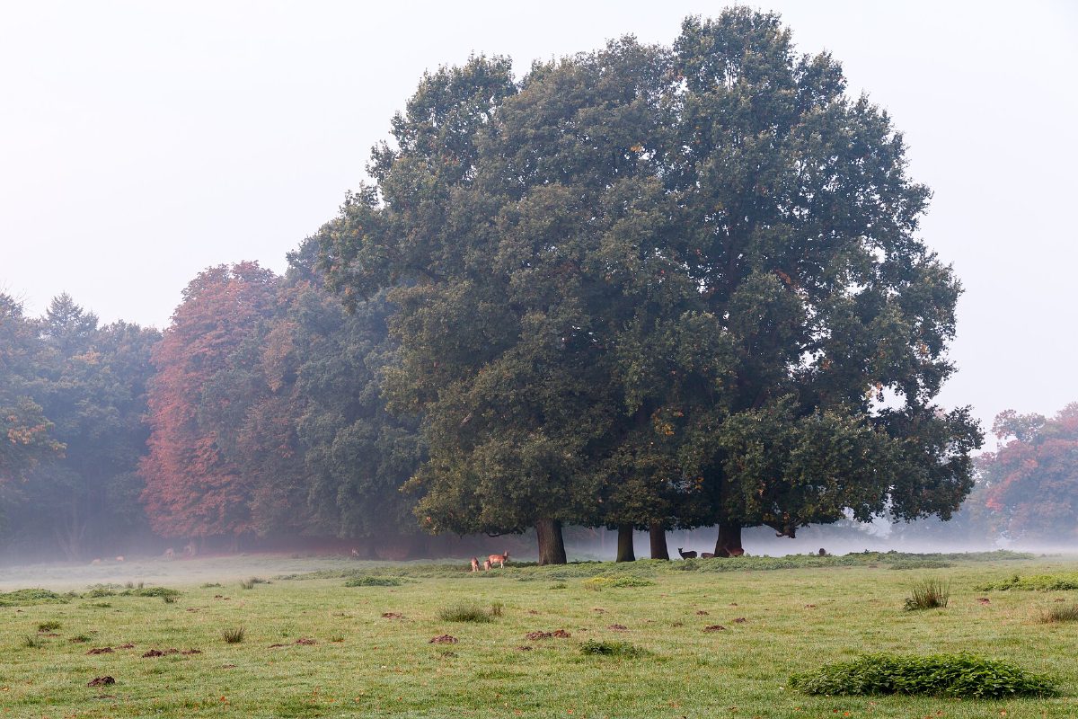 Grote eik die standhoudt in een mistig weiland
