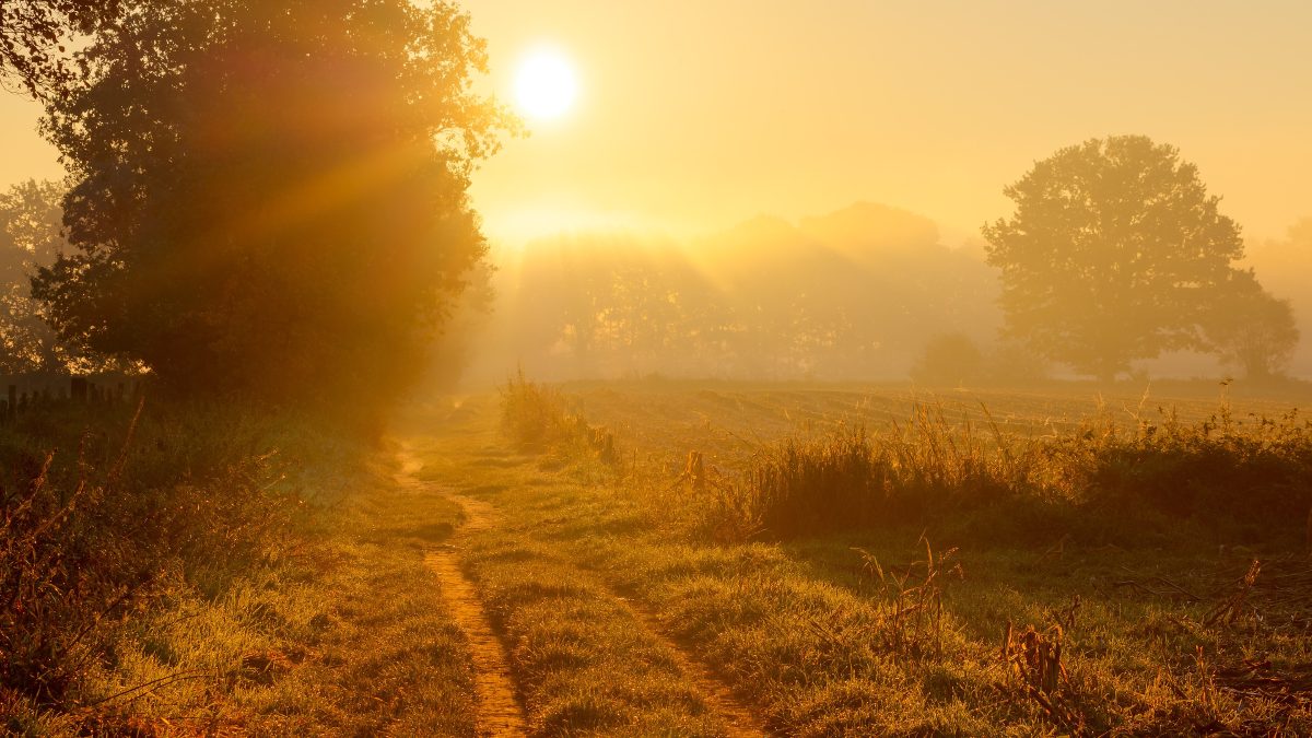 Zandpad door een veld bij zonsopkomst in de mist